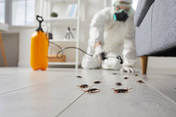 Commercial Rodent Management in Welsh
